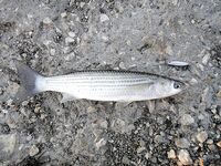 Черное море — кефаль на колебалку: редкий, но приятный прилов на блесны