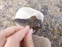 Черное море: морская собачка обыкновенная — отпущена; съедобность и идентификация?