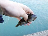 Черное море: морская собачка обыкновенная — отпущена; съедобность и идентификация?