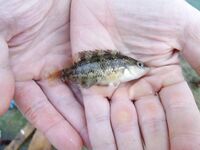 Черное море: морская собачка обыкновенная — отпущена; съедобность и идентификация?