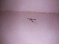 Абхазия, Гагры — первая морская: червяк и кусочек бычка, скат с берега отпущен