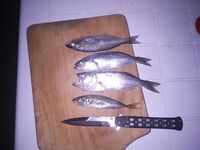 Абхазия, Гагры — первая морская: червяк и кусочек бычка, скат с берега отпущен