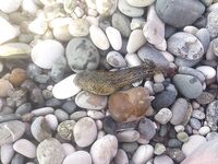 Абхазия, Гагры — первая морская: червяк и кусочек бычка, скат с берега отпущен