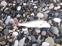 Абхазия, Гагры — первая морская: червяк и кусочек бычка, скат с берега отпущен