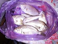 Абхазия, Гагры — первая морская: червяк и кусочек бычка, скат с берега отпущен