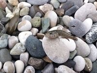 Абхазия, Гагры — первая морская: червяк и кусочек бычка, скат с берега отпущен