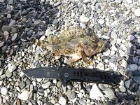 Абхазия, Гагры — первая морская: червяк и кусочек бычка, скат с берега отпущен