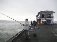 Абхазия, Сухуми — дебют на пирсе: ставрида ночью с подсадкой, днем волна мешает