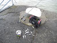 Абхазия, Сухуми — дебют на пирсе: ставрида ночью с подсадкой, днем волна мешает