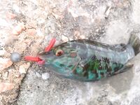 Севастополь: утренний обход — зеленушка, ерш, рулена, и в конце наконец-то ласкирь