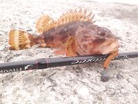 Севастополь: утренний обход — зеленушка, ерш, рулена, и в конце наконец-то ласкирь