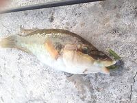 Севастополь: утренний обход — зеленушка, ерш, рулена, и в конце наконец-то ласкирь