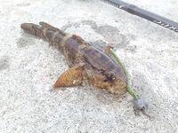 Севастополь: утренний обход — зеленушка, ерш, рулена, и в конце наконец-то ласкирь