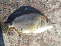 Севастополь: утренний обход — зеленушка, ерш, рулена, и в конце наконец-то ласкирь