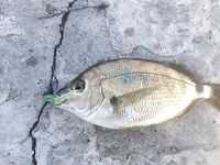 Севастополь: утренний обход — зеленушка, ерш, рулена, и в конце наконец-то ласкирь