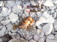 Геленджик, Голубая бухта — рокфиш джиг 6–8 г: скорпена на твистеры, свалы за валунами