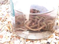 Благовещенская: семейный отдых и свежая рыбка — небольшой фотоотчёт