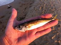 Благовещенская: семейный отдых и свежая рыбка — небольшой фотоотчёт