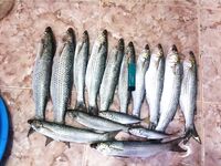 Благовещенская: семейный отдых и свежая рыбка — небольшой фотоотчёт