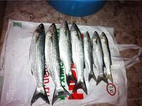 Благовещенская: семейный отдых и свежая рыбка — небольшой фотоотчёт