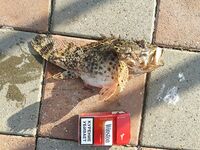 Хутор Джанхот: фидер без кормушки, «стрелка», креветка и мясо