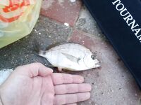 Хутор Джанхот: фидер без кормушки, «стрелка», креветка и мясо