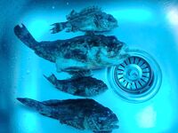 Хутор Джанхот: фидер без кормушки, «стрелка», креветка и мясо