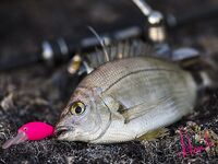 Горбыль летом: днём на ямах, ночью подходит — осенью может не держаться