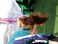 Анапа, ноябрь: ведро ершей и несколько катранов — камбала не подошла