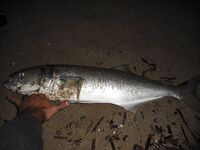 Испания: луфари гонят кефаль на мель, осенью под берегом — сарган и лихии