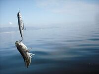 Испания: луфари гонят кефаль на мель, осенью под берегом — сарган и лихии