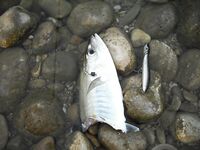 Испания: луфари гонят кефаль на мель, осенью под берегом — сарган и лихии