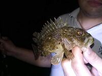 Первая морская — сразу пять скорпен на фиолетового рачка, воблеры молчали