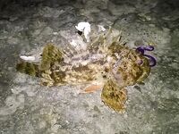 Первая морская — сразу пять скорпен на фиолетового рачка, воблеры молчали