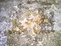 Первая морская — сразу пять скорпен на фиолетового рачка, воблеры молчали