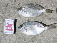 Песчаное, разведка: мутная вода от Альмы и активная подача насадки