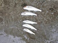 Песчаное утром под дождём: выползок рулит, коты съели половину