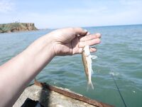 Песчаное днём: пирс, червь и креветка — рыба пассивна, взял десяток