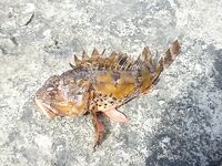 Между Алупкой и Ялтой: первый улов — яркий «окунь» с красными плавниками