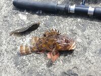 Между Алупкой и Ялтой: первый улов — яркий «окунь» с красными плавниками