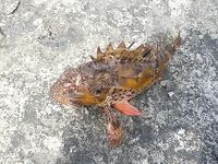 Между Алупкой и Ялтой: первый улов — яркий «окунь» с красными плавниками