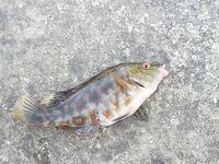 Между Алупкой и Ялтой: первый улов — яркий «окунь» с красными плавниками