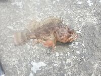 Под Ялтой штиль: с пирса креветка — зелёнушка, скорпена, ласкирь