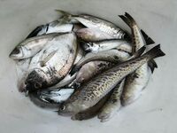 Сегодняшний улов на самодур с подсадкой: рабочая высота и темп