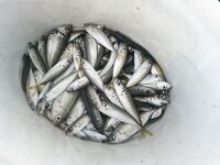 Фото подзагрузились: фиксирую кадры с воды и состав улова