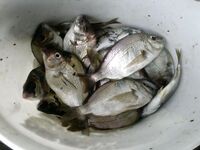 Утренний кивок с 15–20 м: клевало бойко со дна, серия реализована