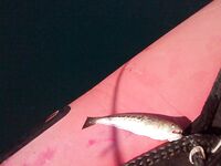 Вардане: микроджиг не зашёл — вода просветлела, ушёл в реки и в море за ставридой