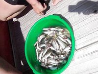 Вардане: микроджиг не зашёл — вода просветлела, ушёл в реки и в море за ставридой