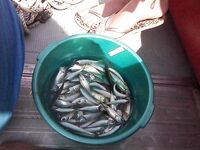 Вардане: микроджиг не зашёл — вода просветлела, ушёл в реки и в море за ставридой