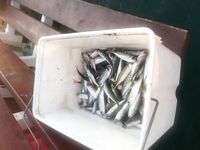 Лазаревское — ставридка на голый крючок: 2 км от берега, 10 м глубины